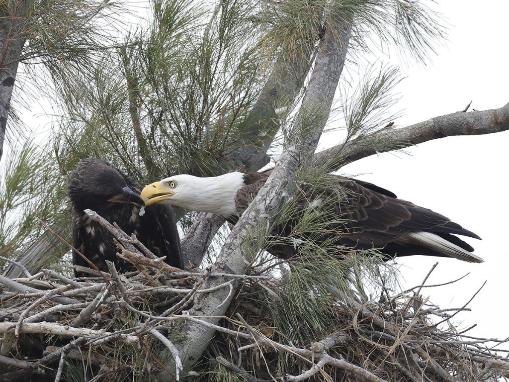 Baby Eagle Nesting Habits