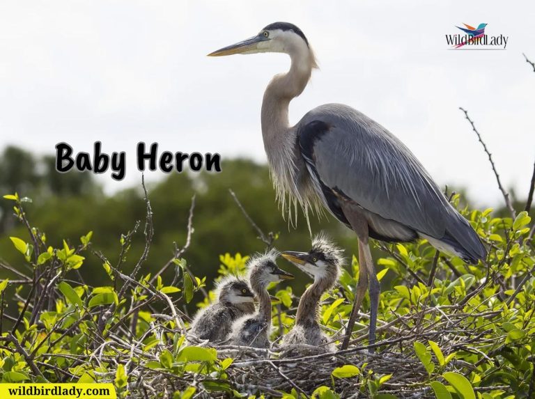 Baby Heron