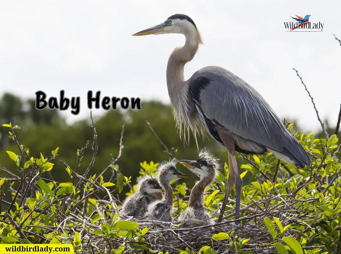 Baby Heron