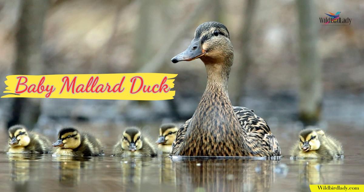 Baby Mallard Duck