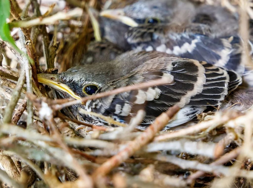 Baby Mockingbird