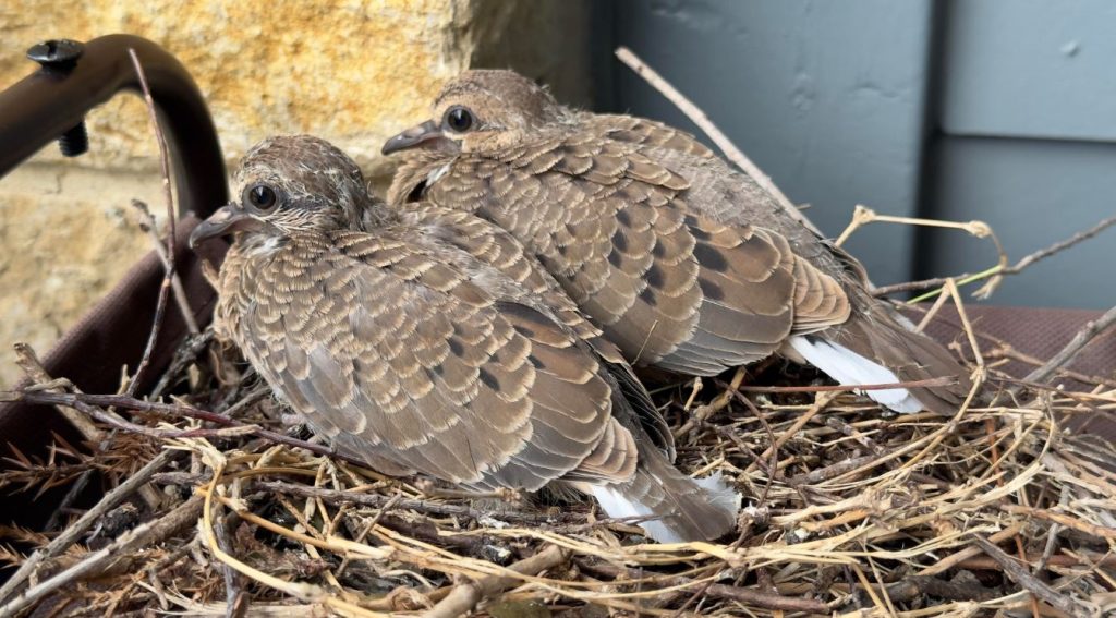 Baby Mourning Doves