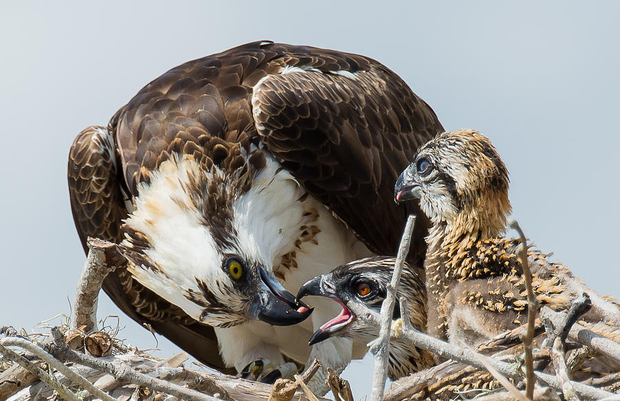 Baby Osprey eating