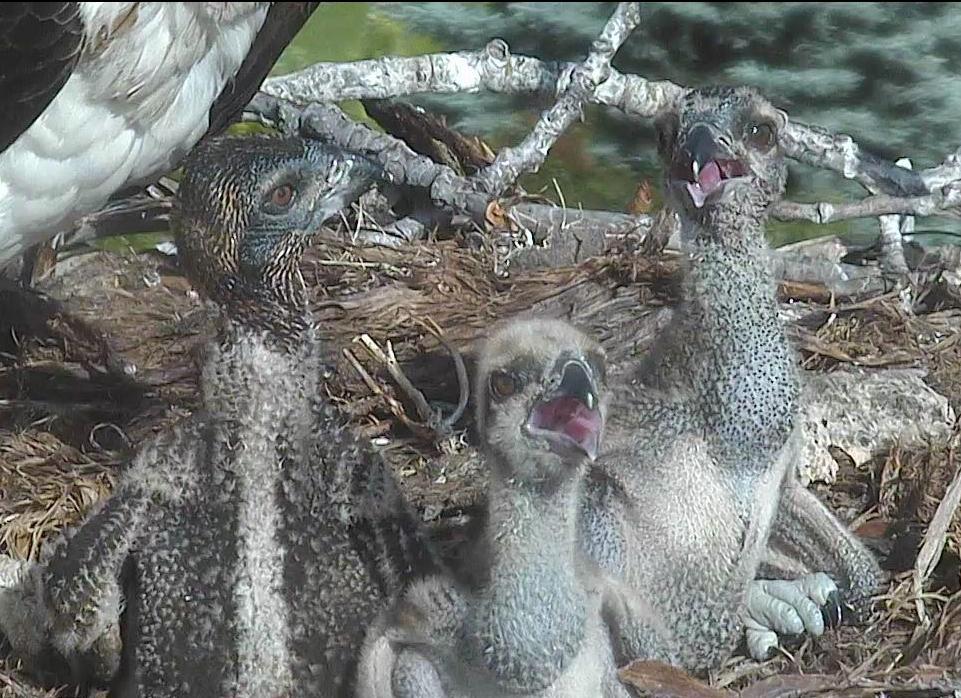 Baby Osprey