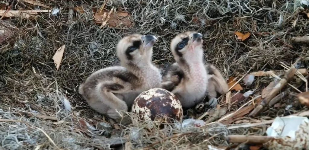 Baby Ospreys Look Like