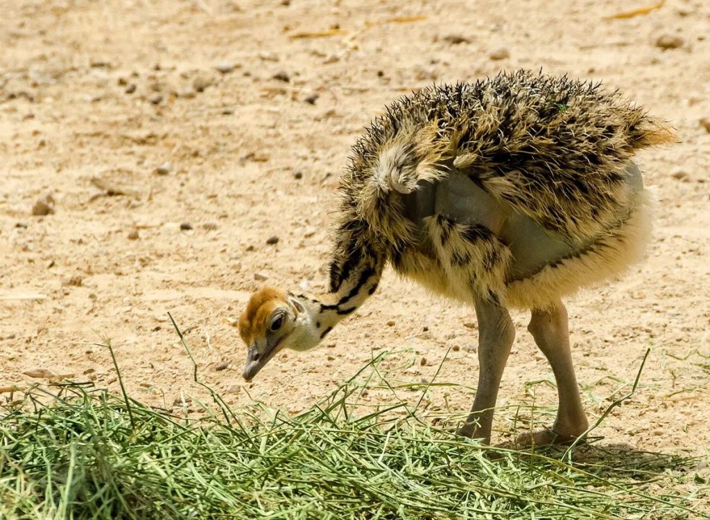 Baby Ostriches Look Like