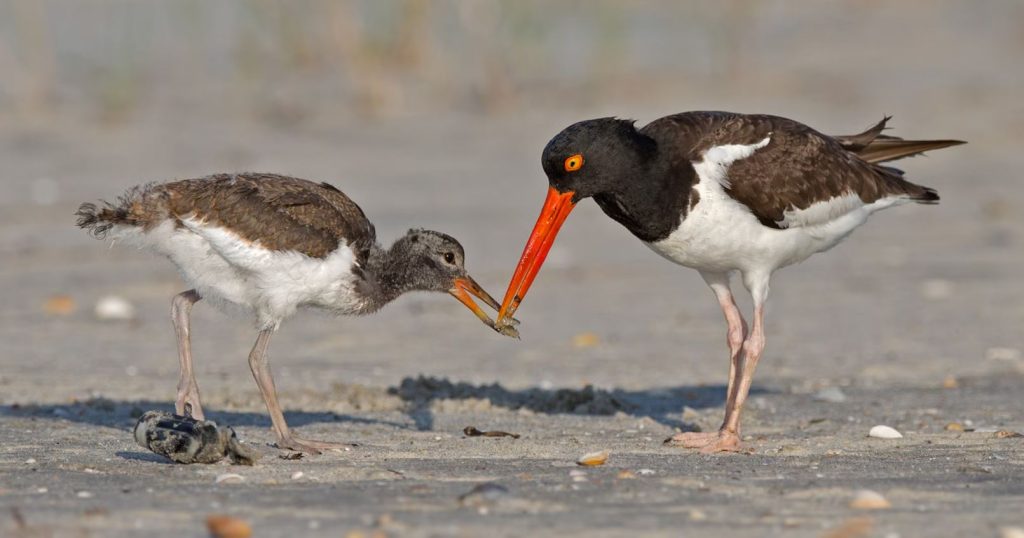Baby Oystercatchers Eating