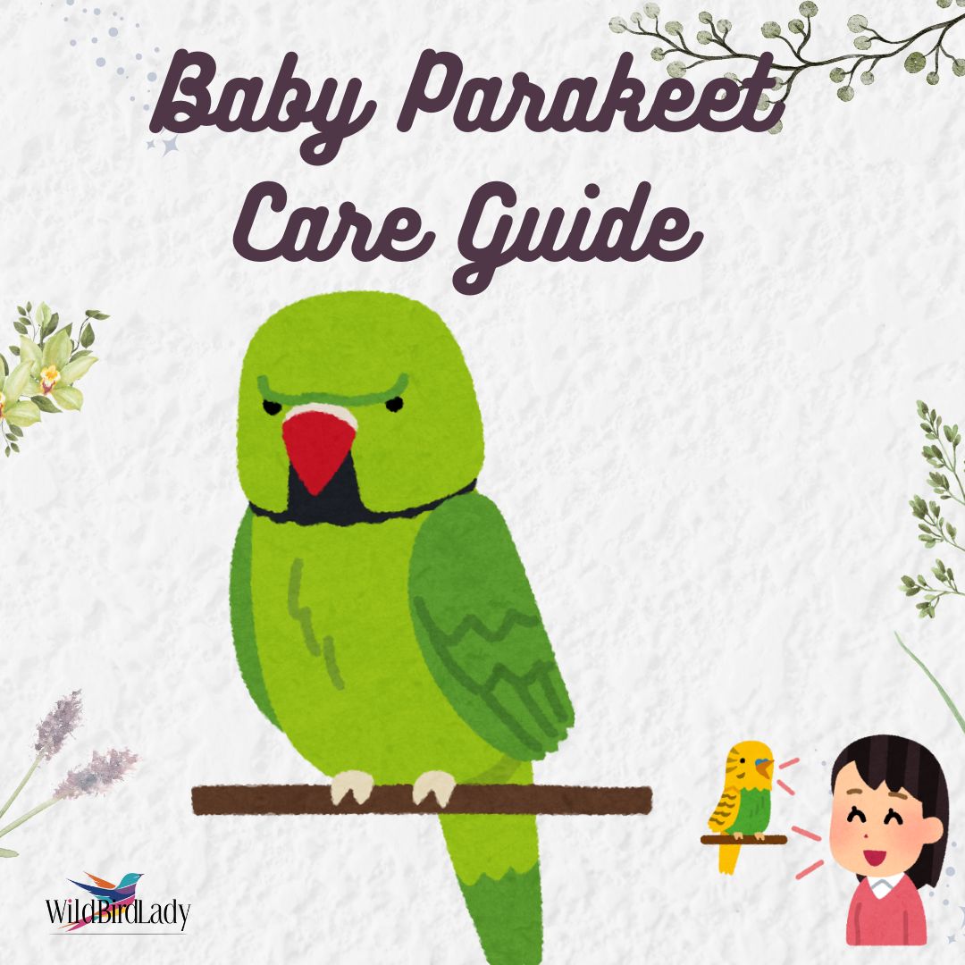 Baby Parakeet