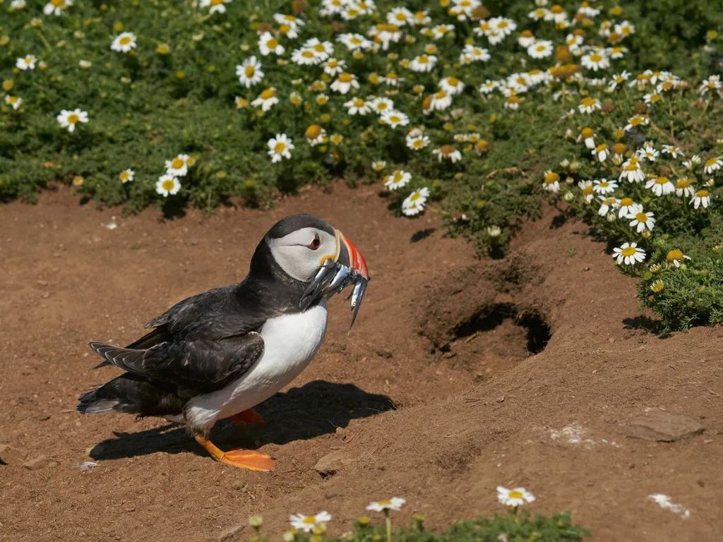 Baby Puffins Eating