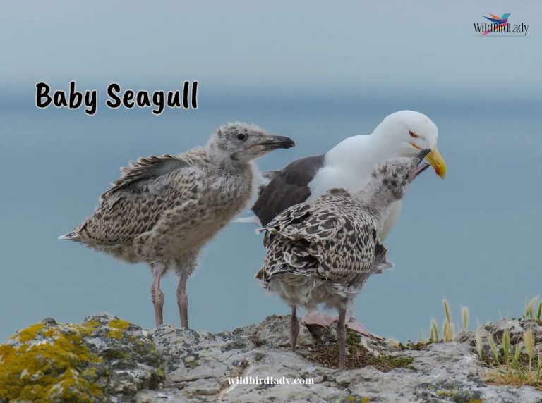 baby Seagull