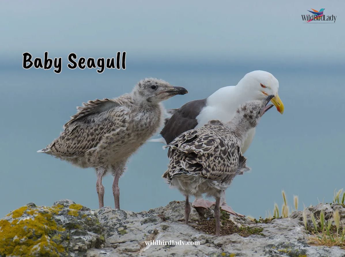 baby Seagull