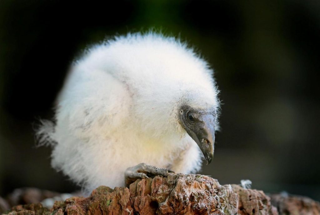 Baby Vulture