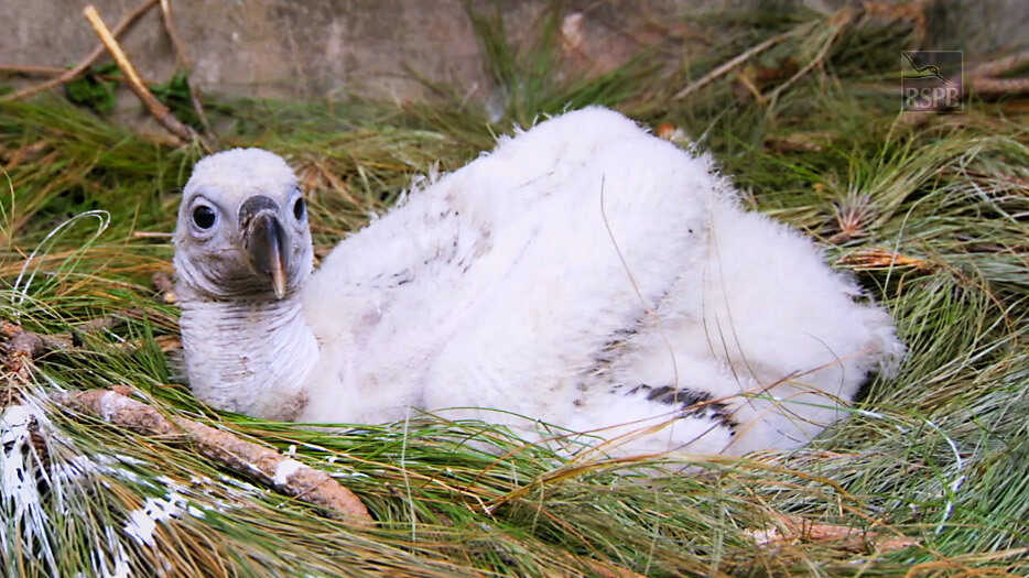 Baby Vulture Appearance