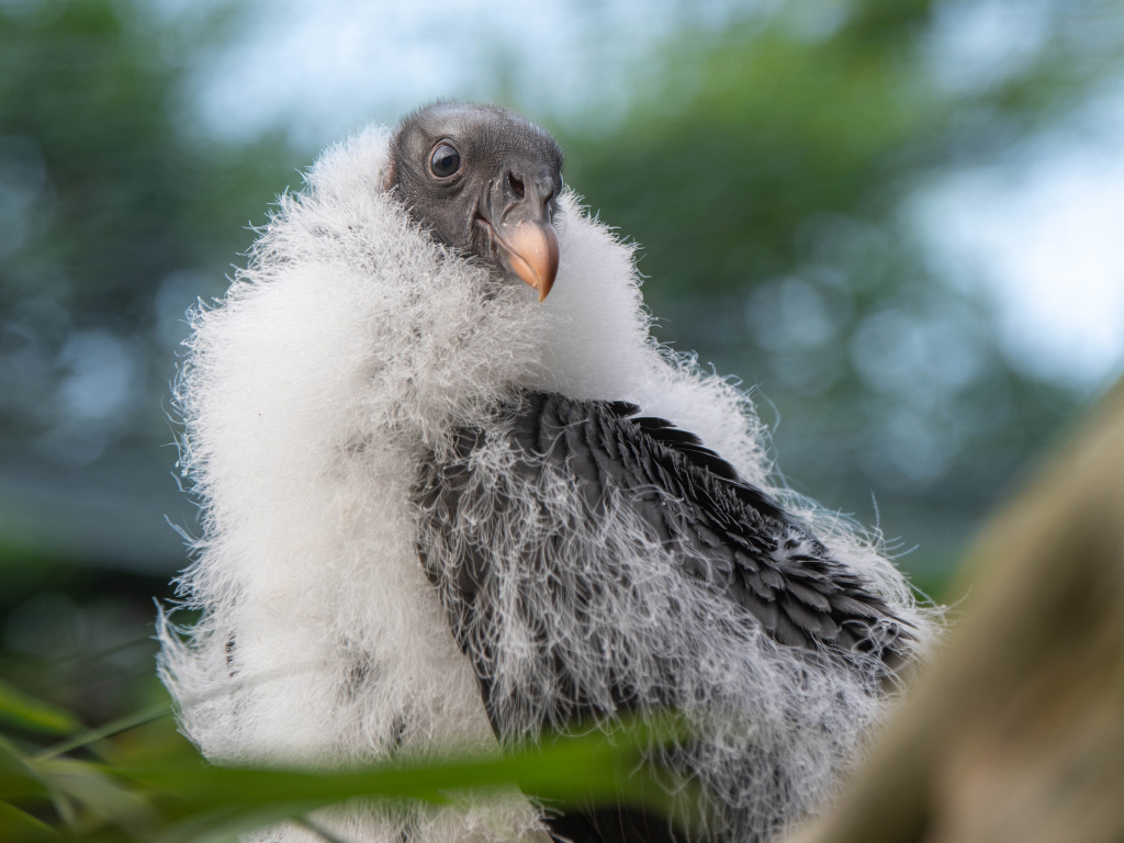 Baby Vulture