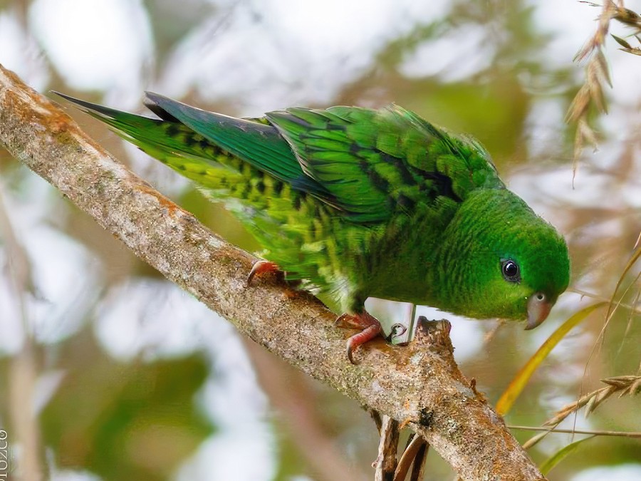 Barred Parakeet