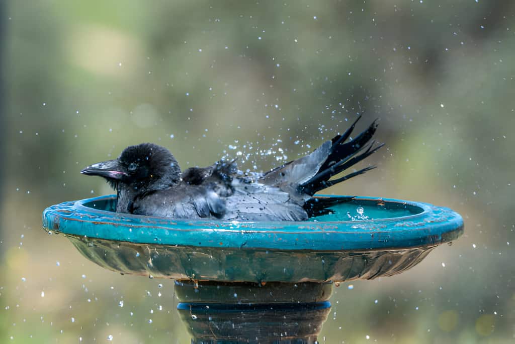 Bird Bath for Crows