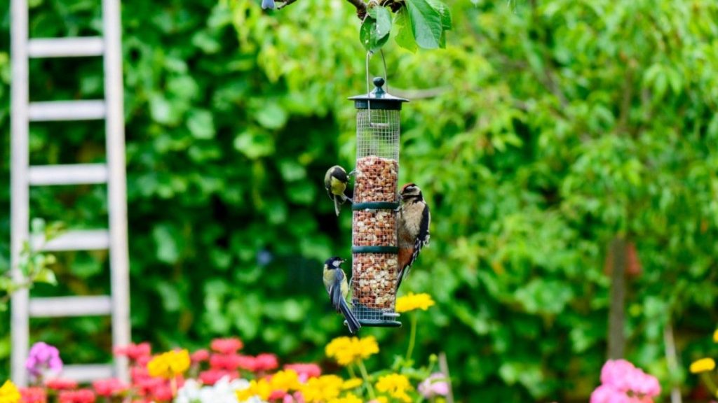 Bird feeder