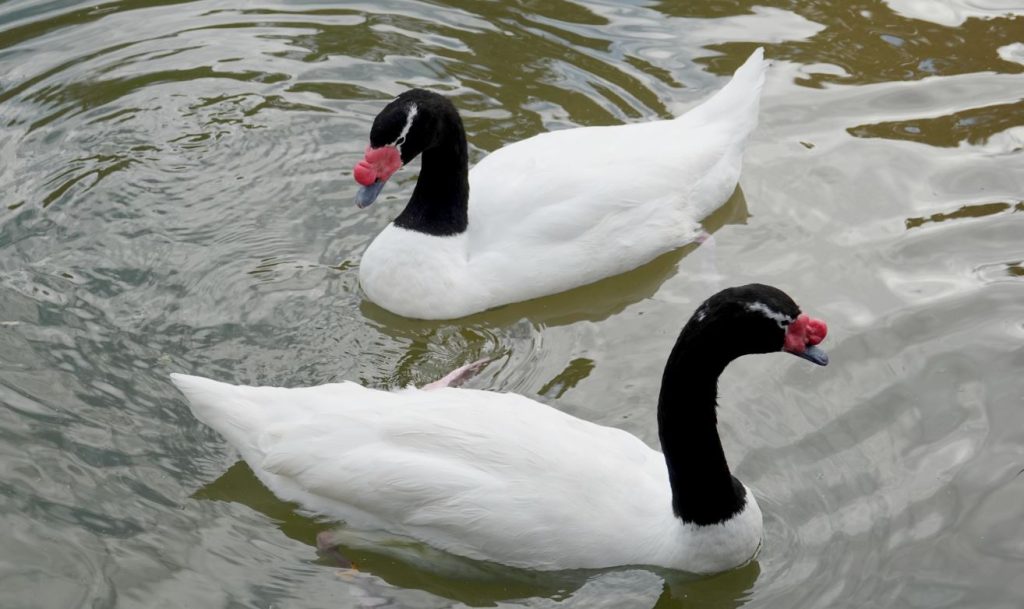 Black-necked Swan