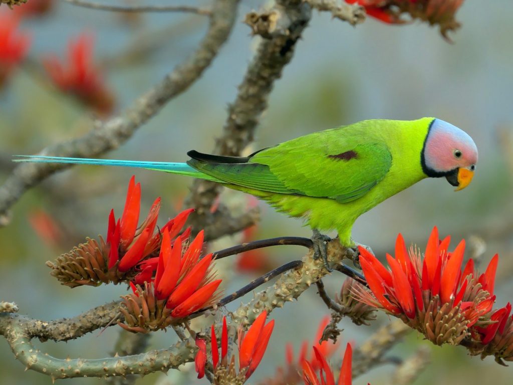 Blossom-headed Parakeet