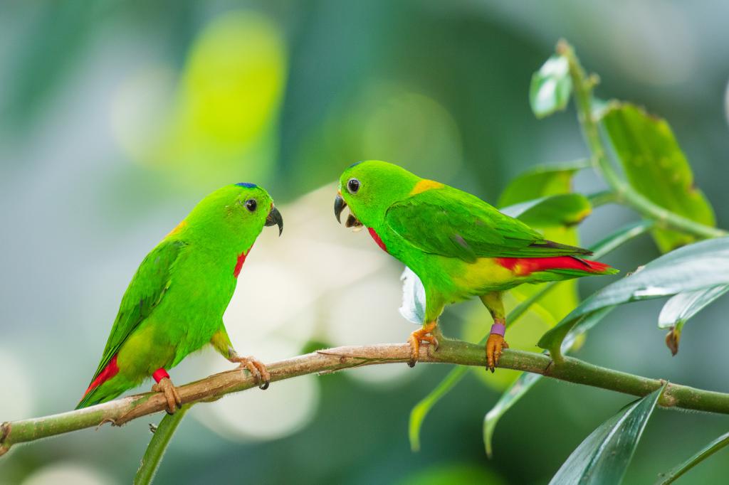 Blue-crowned Hanging Parrot