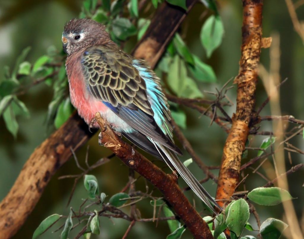 How Long Do Bourke’s Parakeets live?