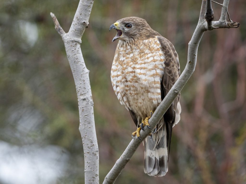 Broad-Winged Hawk in ohio