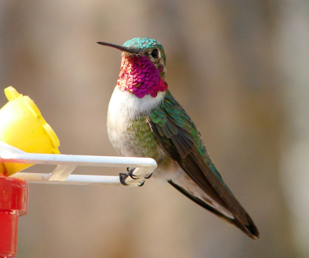 Broad-tailed Hummingbird