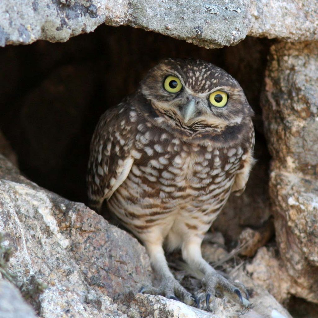 Burrowing Owls in Arizona
