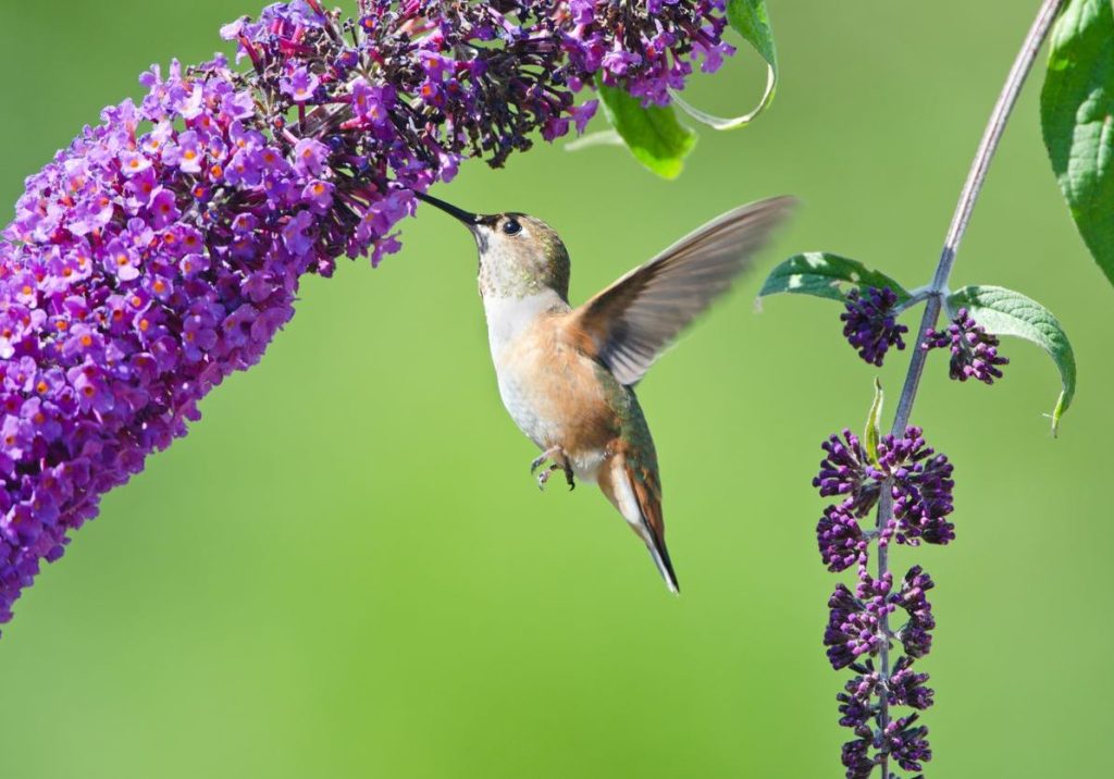 Butterfly Bush attracts hummingbird