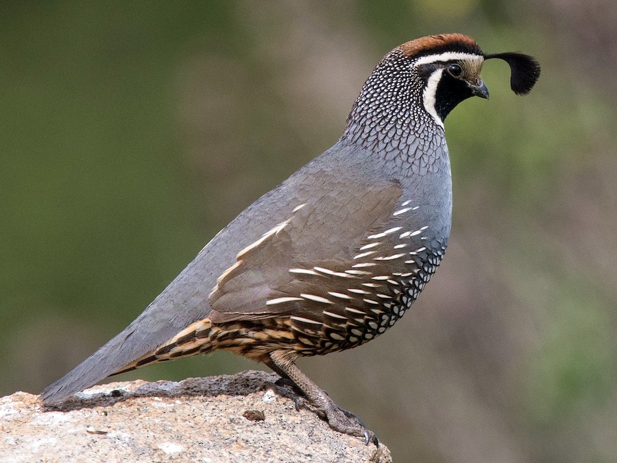 California Quail