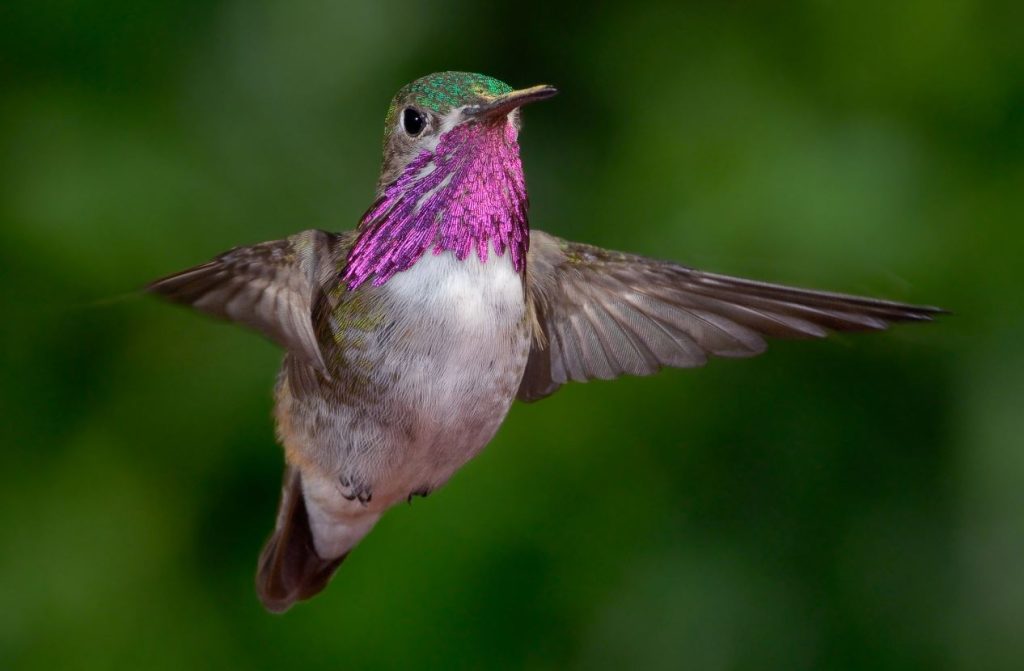 Calliope Hummingbird