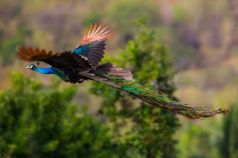 Can Peacocks Fly