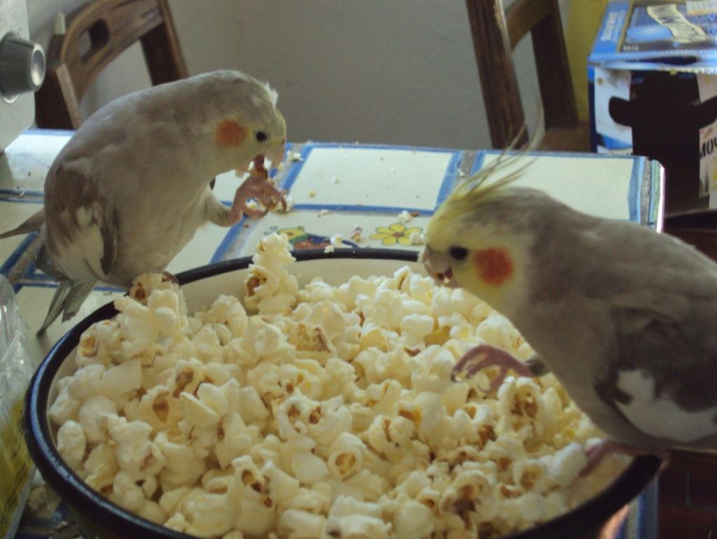 Can Pet Birds Eat Popcorn