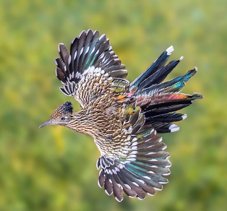 Can Roadrunners Fly