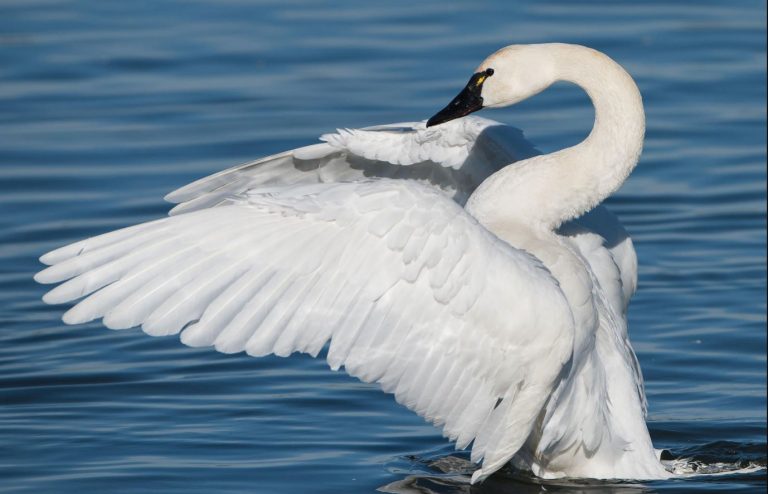 Can swans fly?