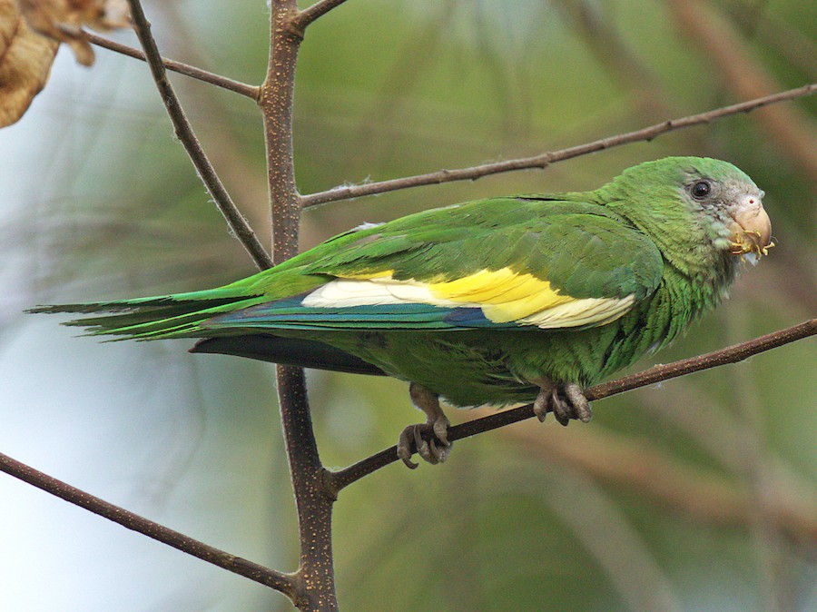 Canary-winged Parakeet