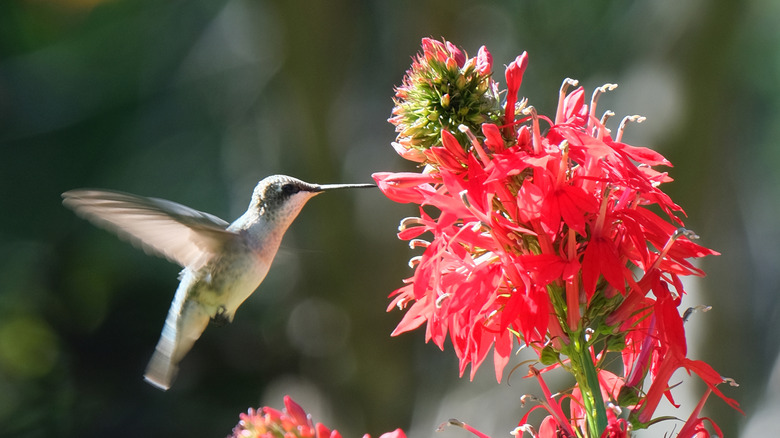 Cardinal Flower attracts hummingbird