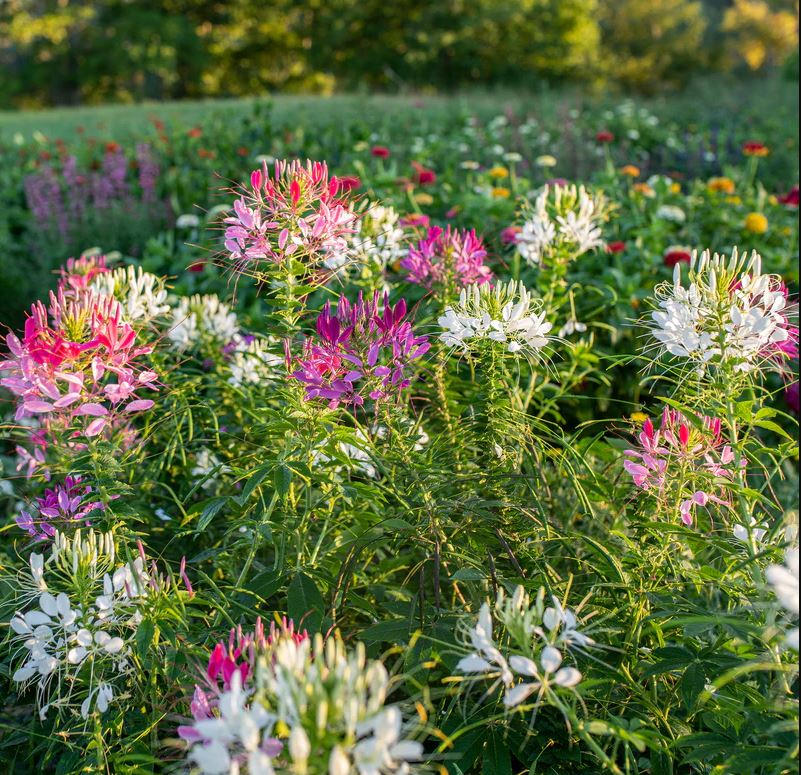 Cleome