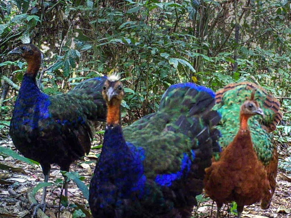 Congo Peafowl - Where Do Peacocks Live