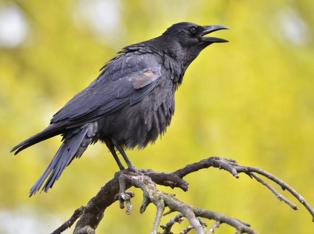 crows absolutely talk to each other