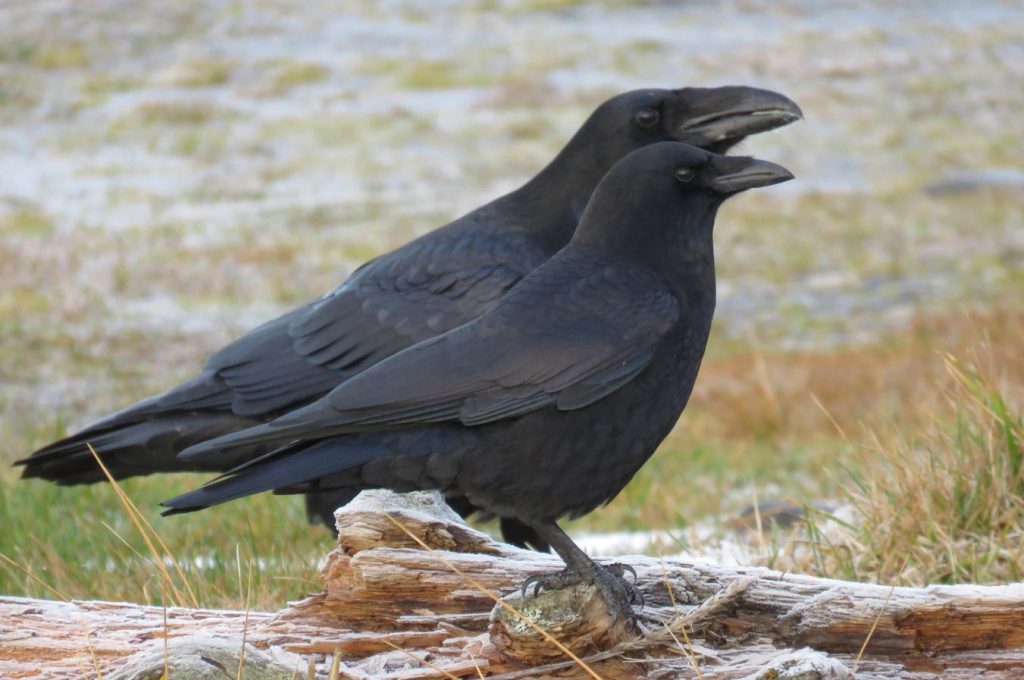 yes, crows typically do mate for life