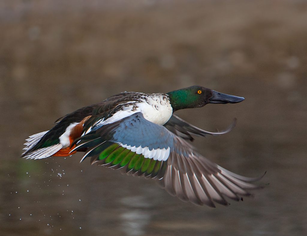 Can Dabbling Ducks Fly