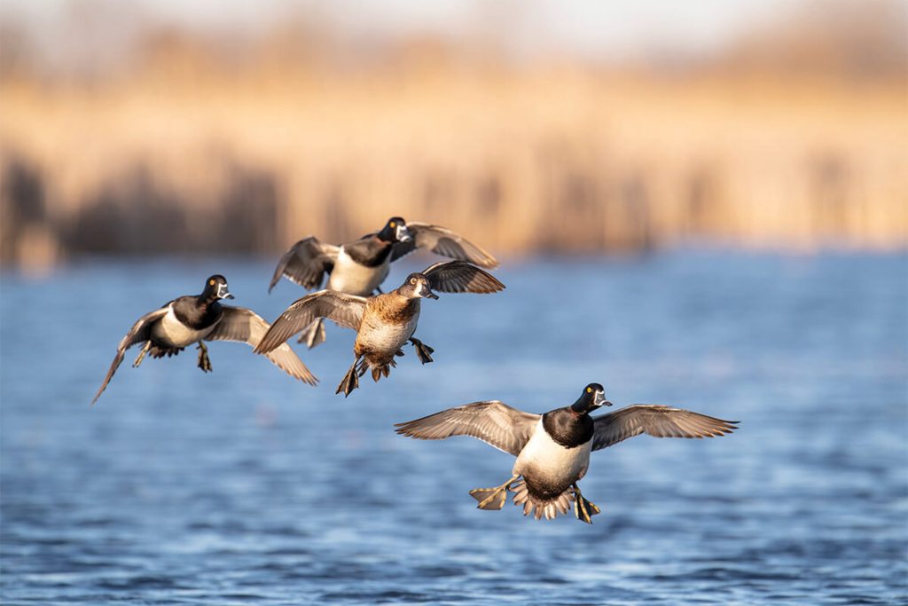 Can Diving Ducks Fly