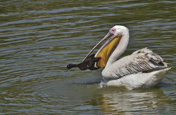 Do Pelicans Eat Other Birds