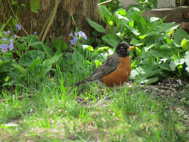Do Robins Migrate?