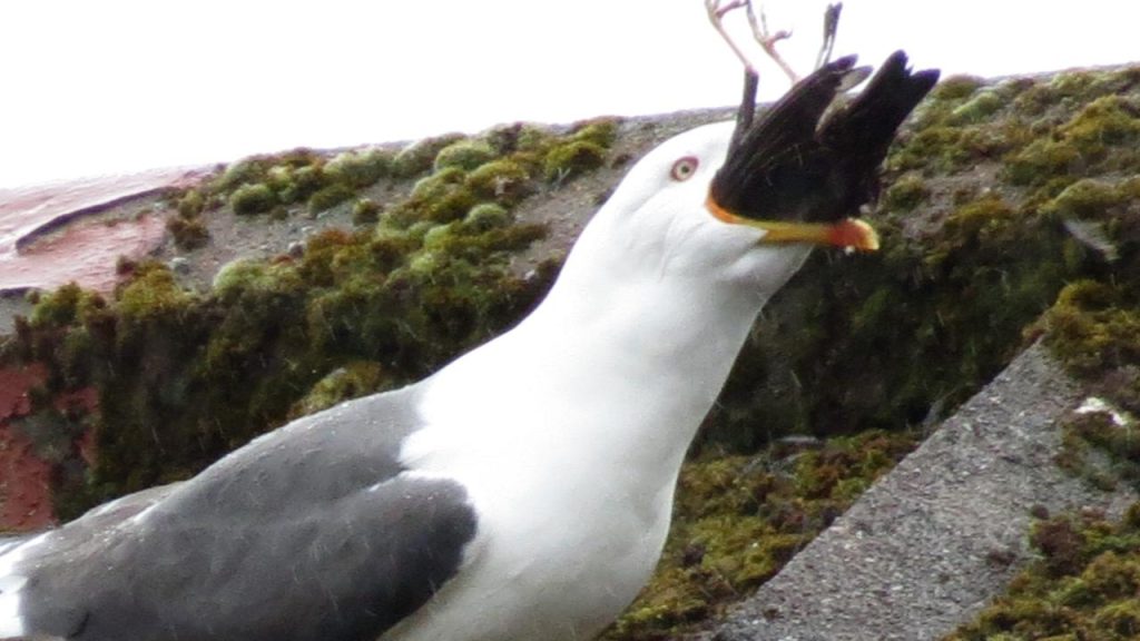 what do seagulls eat? seagulls eating bird