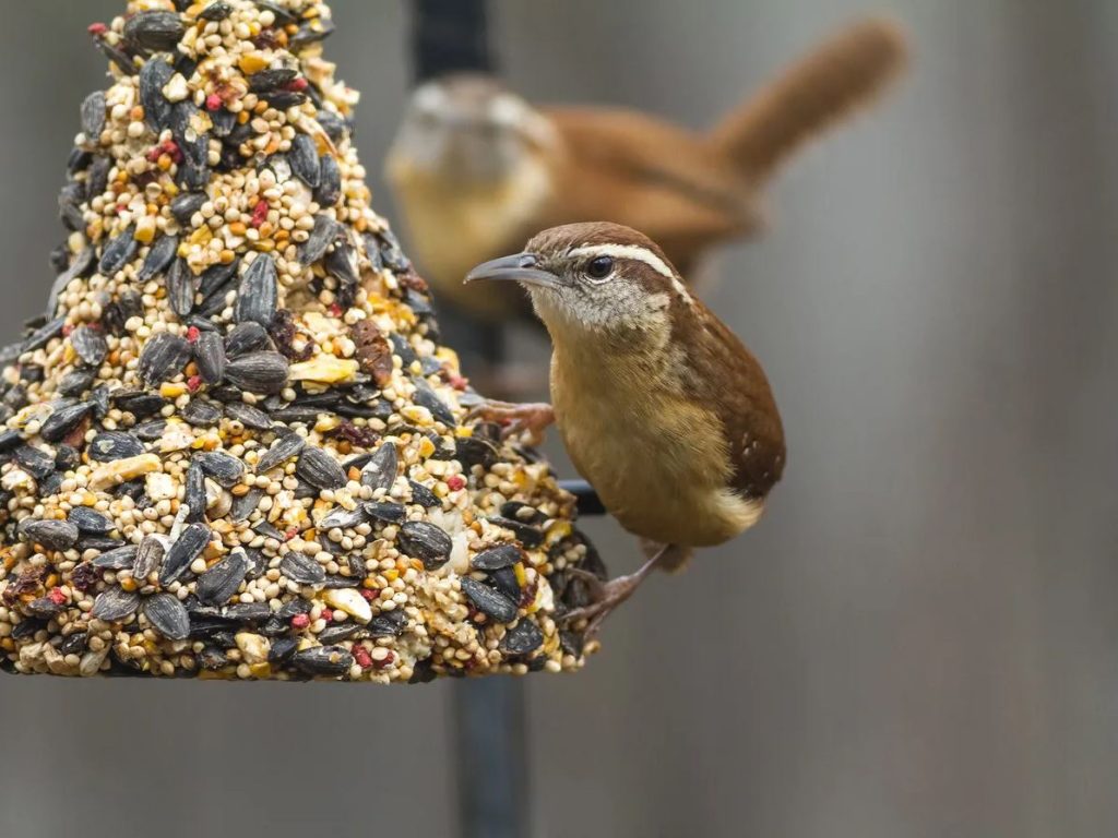 What Do Wrens Eat?