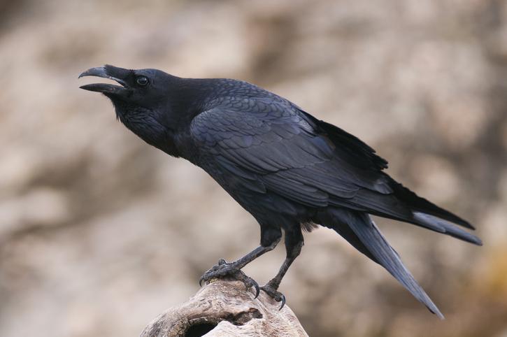Do crows talk?