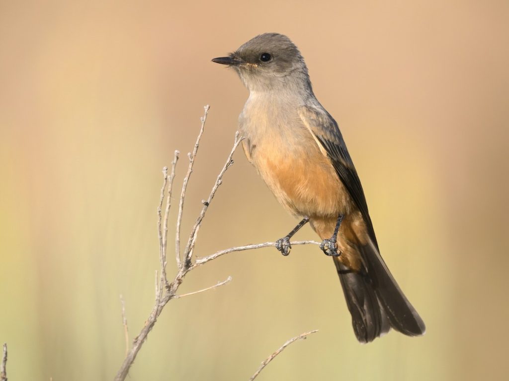 Eastern Phoebe - Orange Birds in Ohio