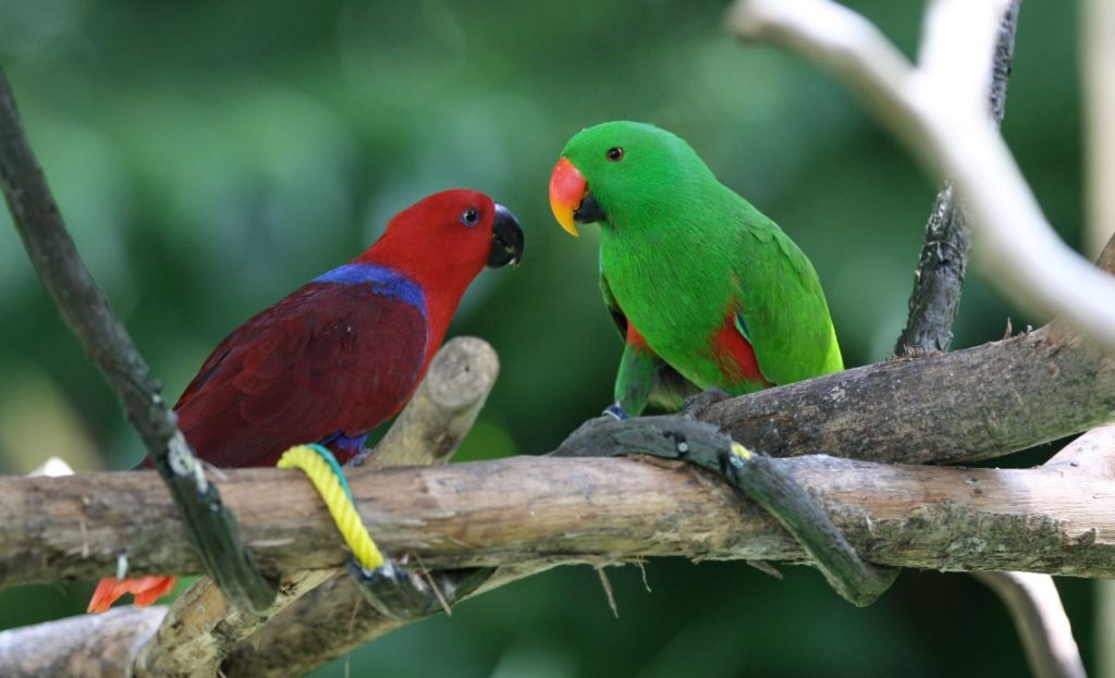 Eclectus Parrot